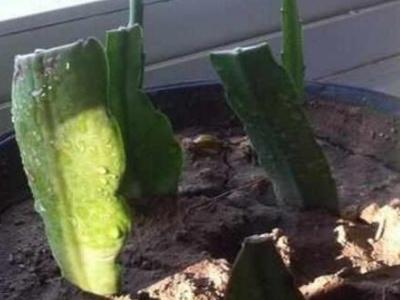 刚倒栽的令箭荷花要浇水吗？（令箭荷花倒插还是正插）