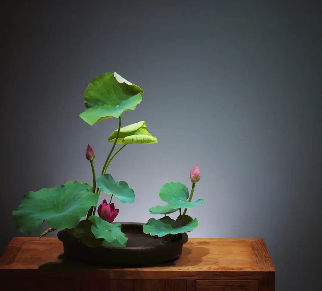 看名师插的荷花，感受今夏最美诗情（荷花插花画）