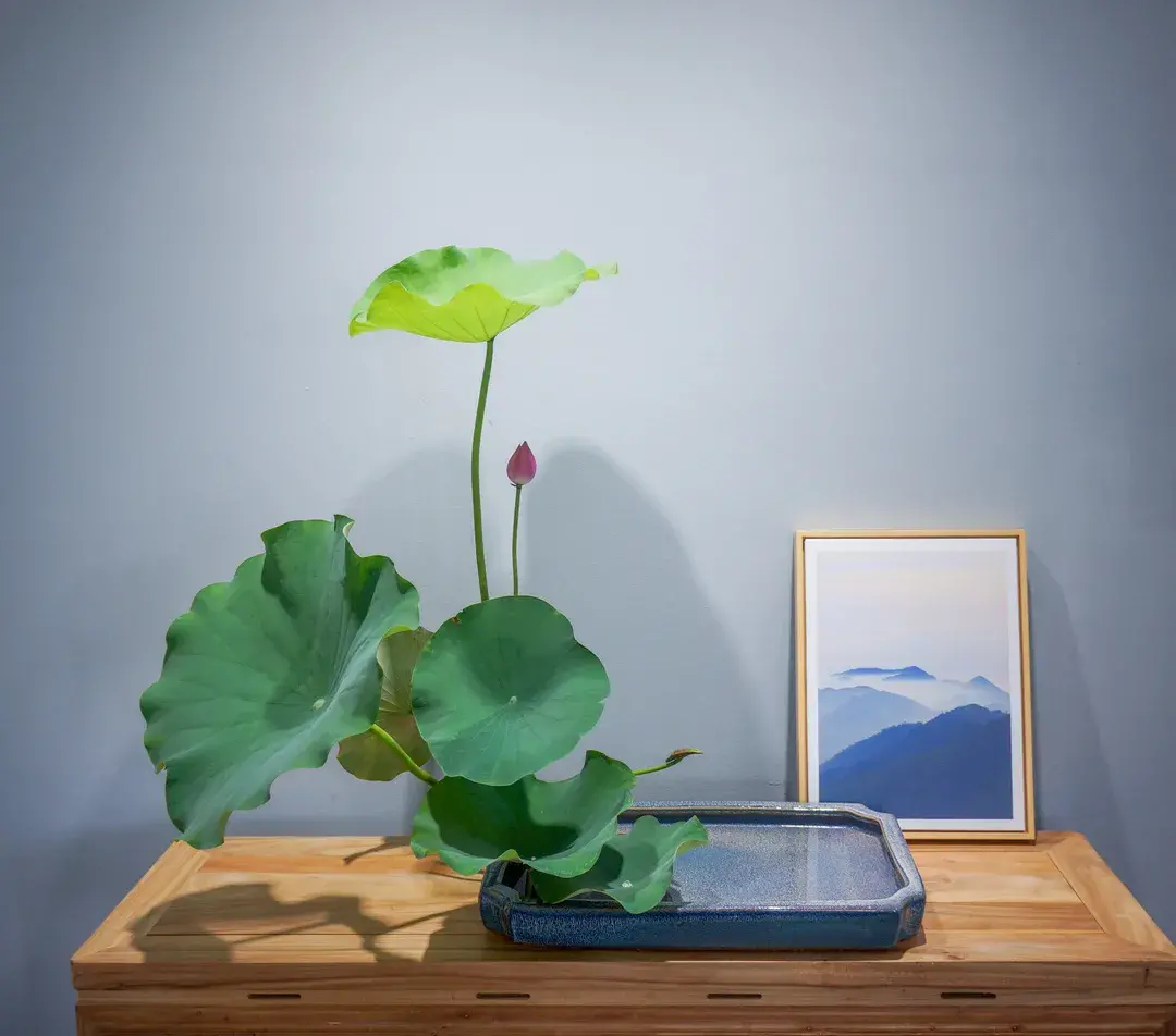 看名师插的荷花，感受今夏最美诗情（荷花插花画）