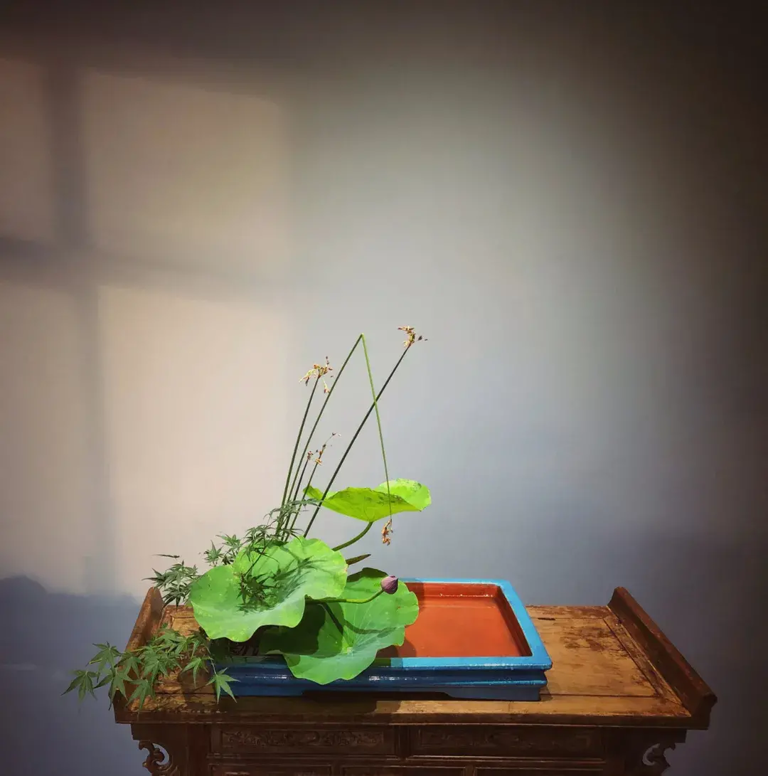 看名师插的荷花，感受今夏最美诗情（荷花插花画）