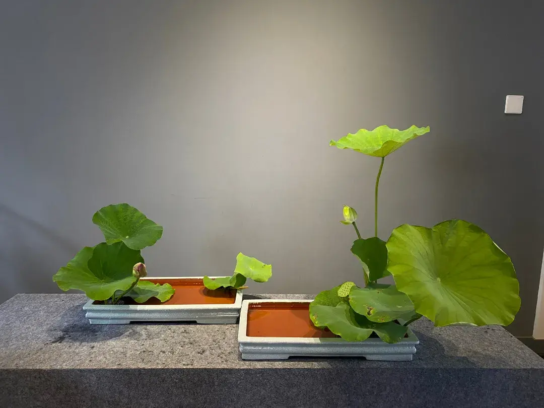 看名师插的荷花，感受今夏最美诗情（荷花插花画）