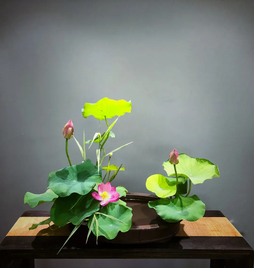 看名师插的荷花，感受今夏最美诗情（荷花插花画）