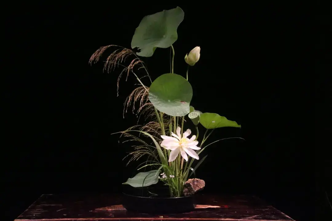 看名师插的荷花，感受今夏最美诗情（荷花插花画）