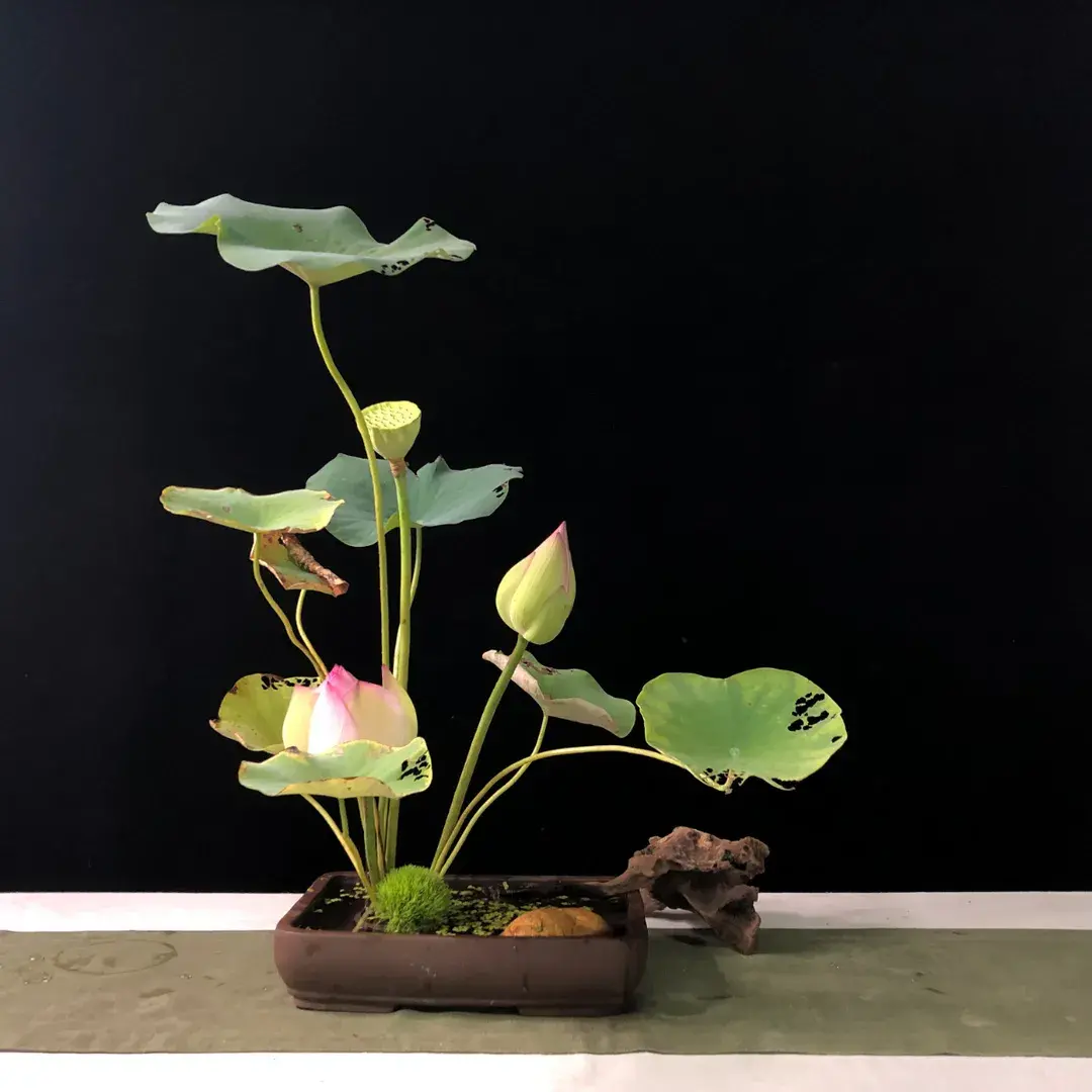 看名师插的荷花，感受今夏最美诗情（荷花插花画）