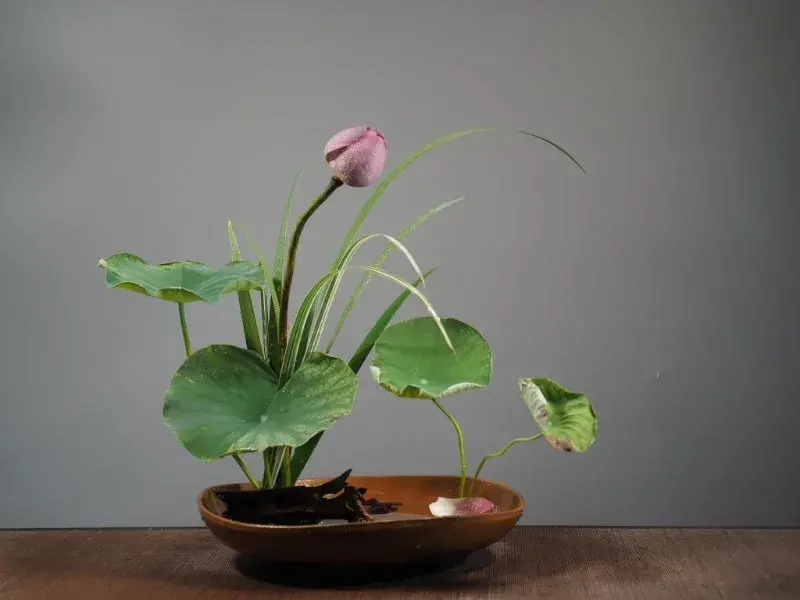 看名师插的荷花，感受今夏最美诗情（荷花插花画）