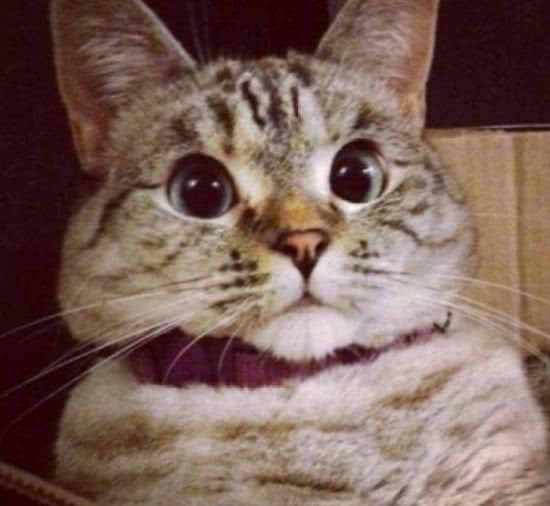 一家五口吴尊最丑，72岁的吴尊爸爸颜值逆天，郭碧婷爸爸成搞笑担当（吴尊父母是中国人吗）