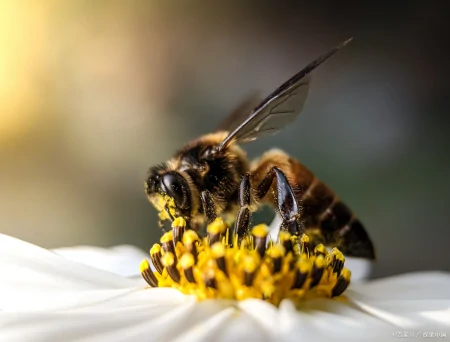 蜜蜂和马蜂的区别（蜜蜂和马蜂长什么样子）
