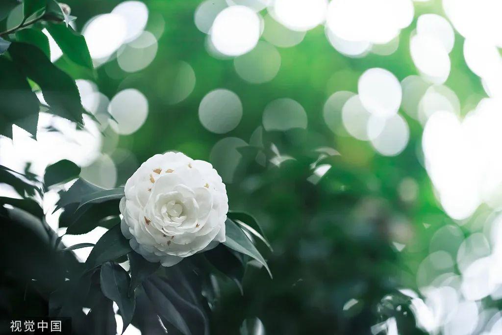 关于清明的24句话！（关于清明的句子有哪些）