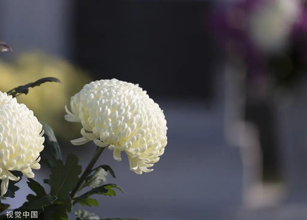 关于清明的24句话！（关于清明的句子有哪些）