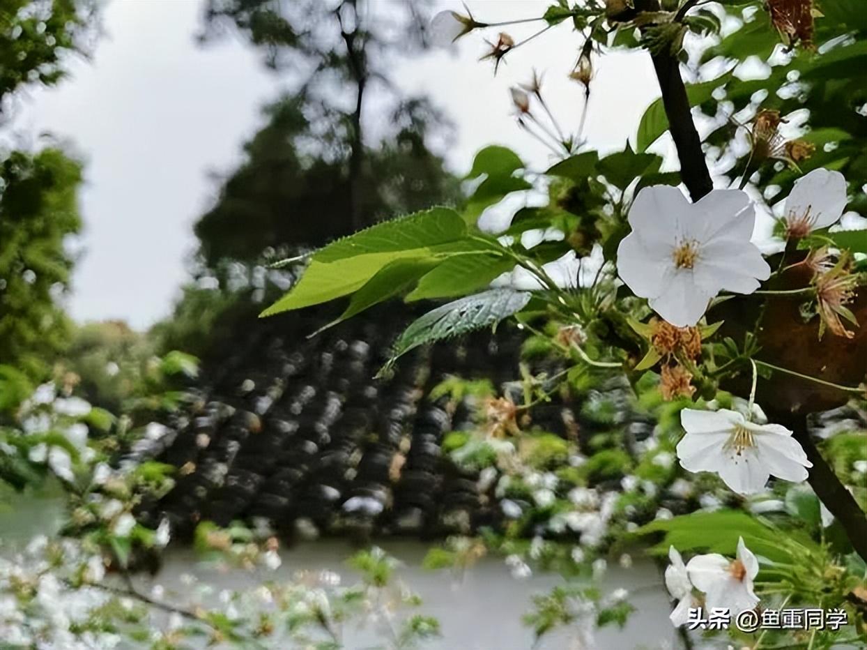 今年清明不一般“三节遇三巳，两大祭日相交”，何时扫墓祭祖为好（今年哪两个节日在同一天）