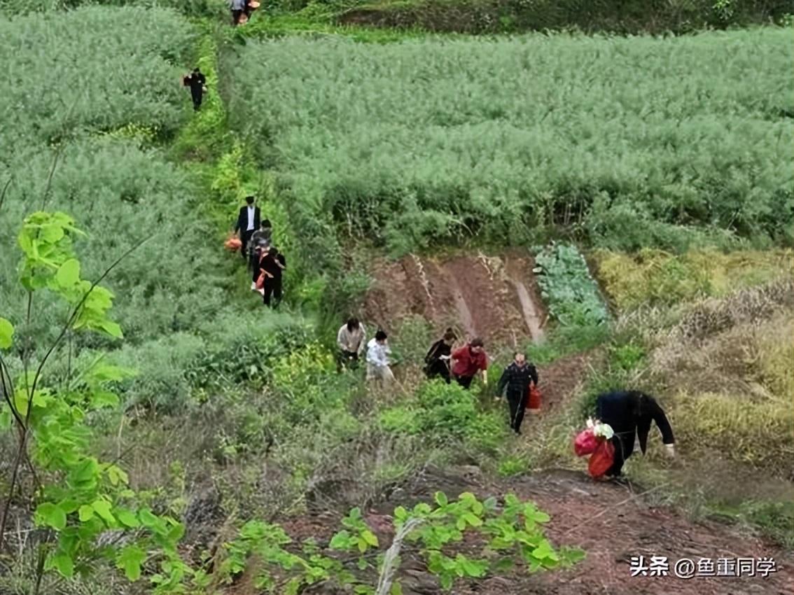 今年清明不一般“三节遇三巳，两大祭日相交”，何时扫墓祭祖为好（今年哪两个节日在同一天）