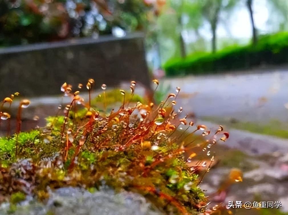 今年清明不一般“三节遇三巳，两大祭日相交”，何时扫墓祭祖为好（今年哪两个节日在同一天）