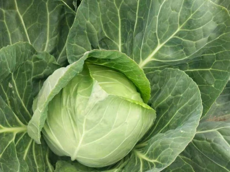 夏天必备包菜，实惠营养，容易保存，好吃到停不下来！-包菜的保鲜方法与流程