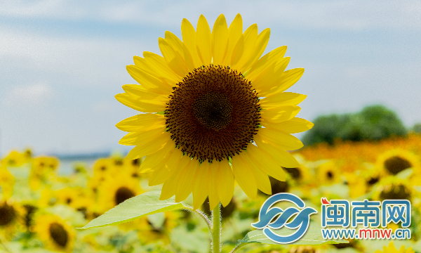 高考加油鼓励语简单 2021高考加油文案2抖音很火的高考加油句子-高考加油鼓励词