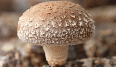 高血压就怕缺钾，长期吃降压药，建议可以多补充3种“高钾食物”（高血压患者补钾吃什么好）