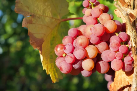 血压高的人要注意，除了盐这3种水果也要少吃！以免影响血压控制（血压高吃什么水果降血压）