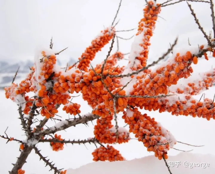 沙棘原浆的功效与作用有哪些？（沙棘原浆的功效与作用多少钱一瓶）
