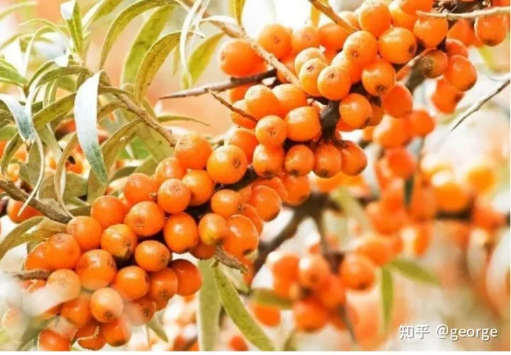 沙棘原浆的功效与作用有哪些？（沙棘原浆的功效与作用多少钱一瓶）