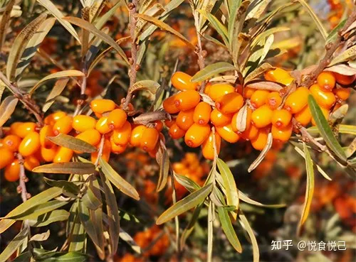 你绝对想不到，沙棘原浆对儿童还有这么多的好处！（小孩能喝沙棘原浆吗?）