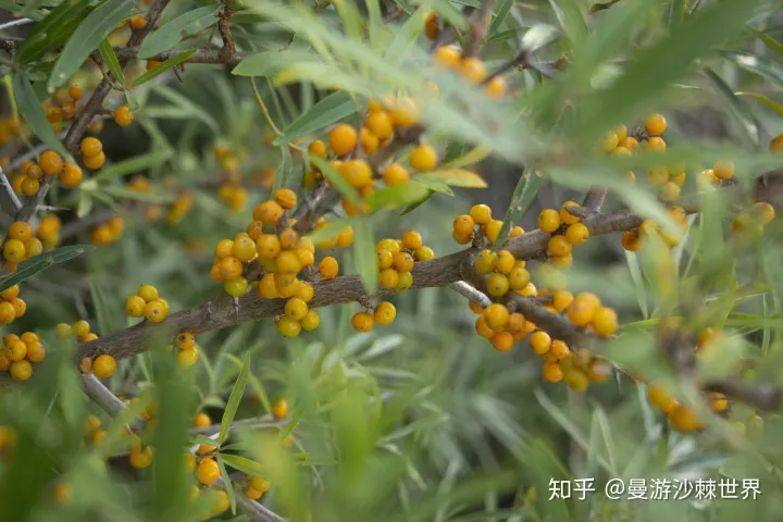 沙棘原浆的喝法知多少？哪些人群不适合喝沙棘原浆？（沙棘原浆有没有副作用）