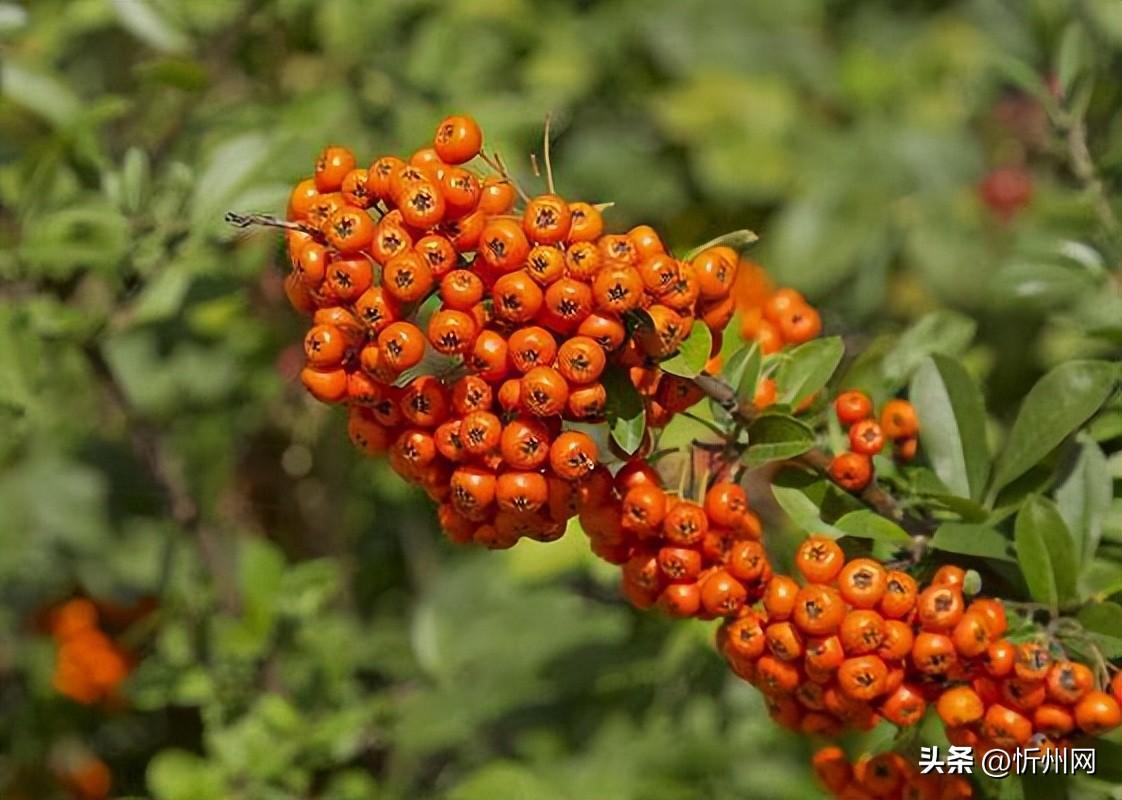哪的沙棘原浆正宗？品质好的沙棘原浆有啥特点？（哪个品牌的沙棘原浆最好最正宗）