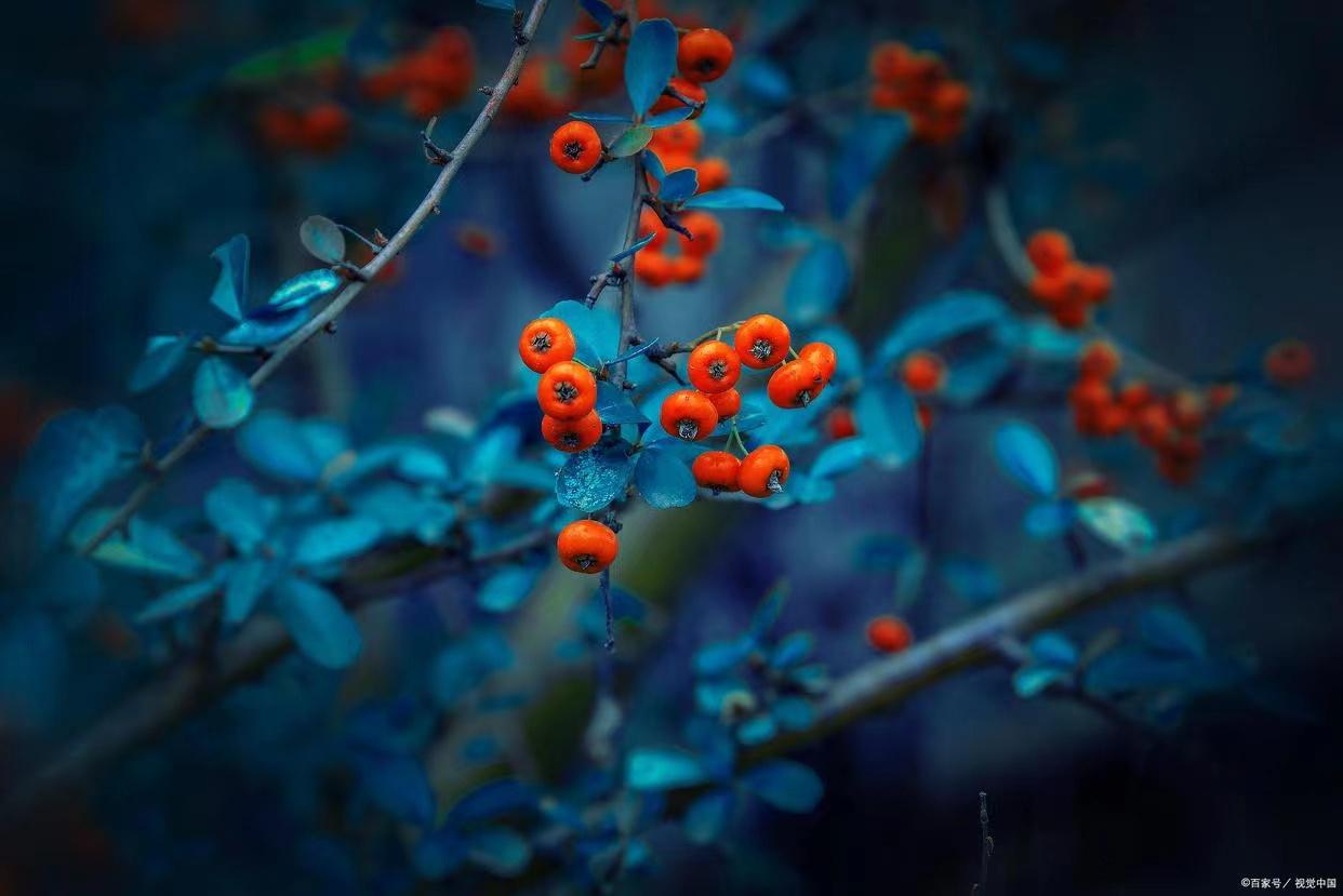 沙棘原浆有什么用？（沙棘原浆有什么功效和禁忌）