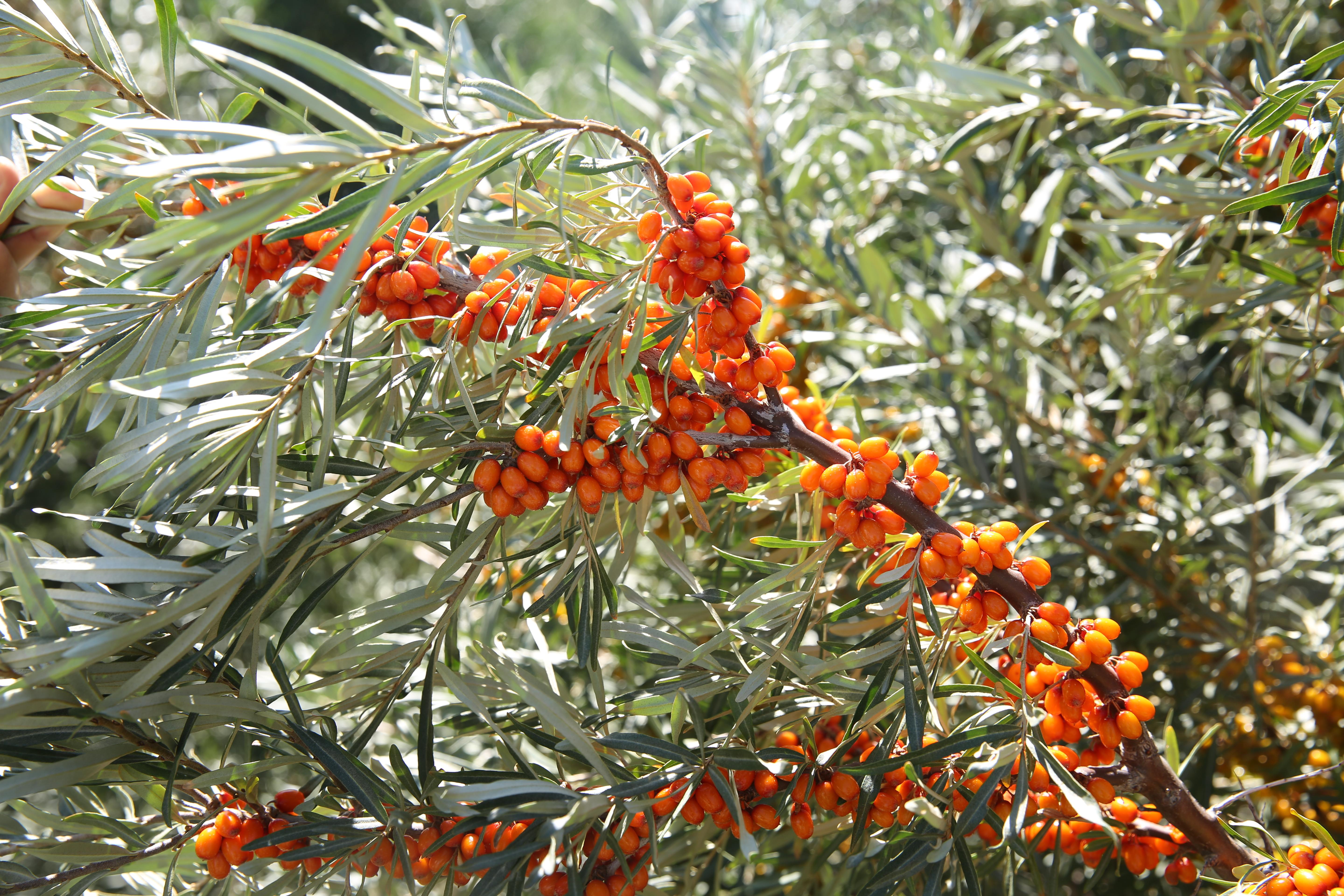 沙棘原浆那么好，是饭前喝，还是饭后喝？（沙棘原浆饭前还是饭后喝好）