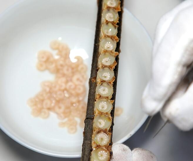 蜂王胎适合什么人群?蜂王胎的作用与功效及禁忌人群（蜂王胎的好处和坏处）