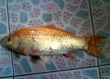 江西省萍乡市这四种特产，你们知道哪几种？（萍乡有啥特产）