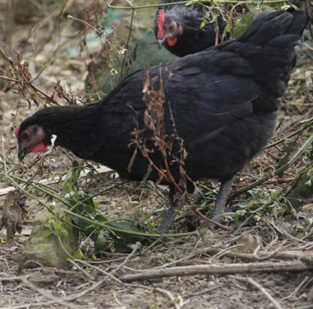 江西省萍乡市这四种特产，你们知道哪几种？（萍乡有啥特产）