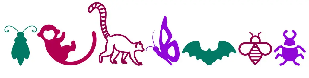 【联合国】世界蜜蜂日 5月20日（2021年世界蜜蜂日主题）