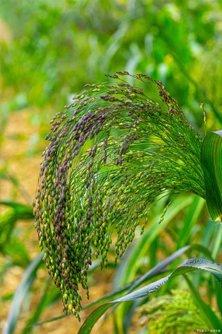 二十四节气的雅称和对应时间（24节气的别称）