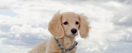 狗狗不来例假是怎么了？狗狗例假期间需要注意什么？-狗狗姨妈不来了怎么办