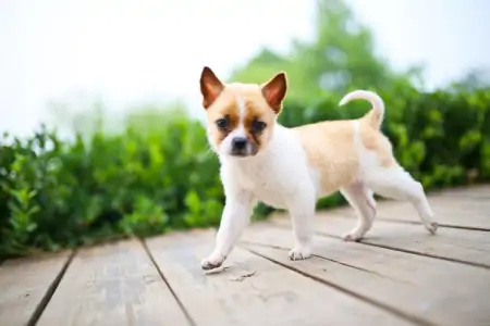 狗狗不来例假是怎么了？狗狗例假期间需要注意什么？-狗狗姨妈不来了怎么办