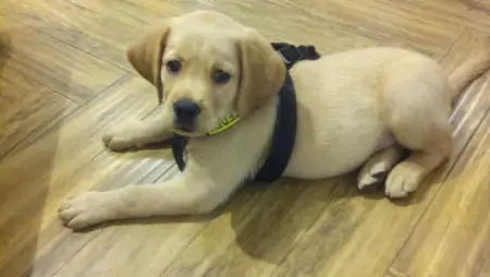 狗狗不来例假是怎么了？狗狗例假期间需要注意什么？-狗狗姨妈不来了怎么办