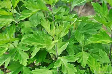 女生月经周期25天和35天，有什么区别？哪种更易衰老？望心中有数-月经周期由25天变为31天