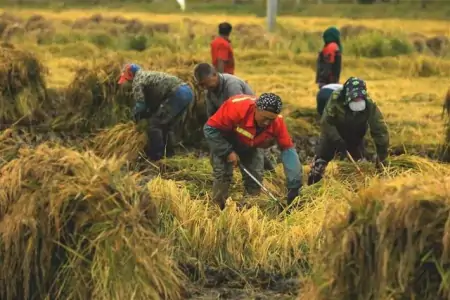 我国哪个省份所产的粮食能够实现自产自足？（全国生产粮食最多的省份）