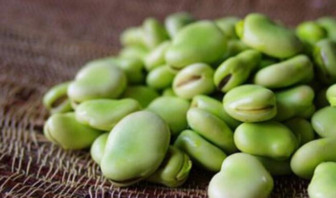 蚕豆的营养价值和功效有哪些及注意问题（蚕豆的营养价值?）