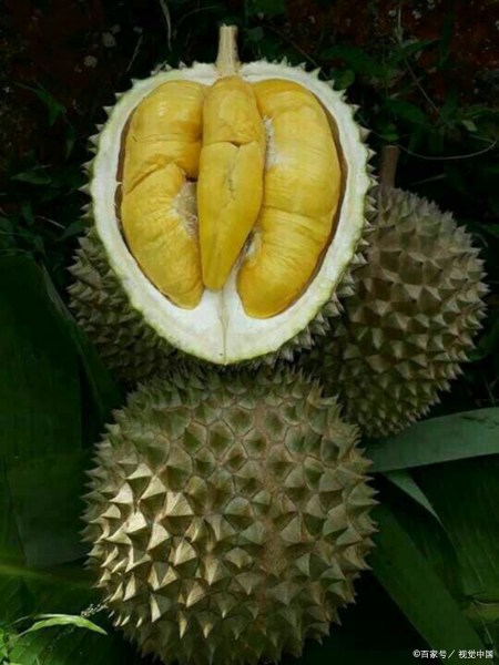 一个榴莲的营养价值高吗，吃榴莲要注意什么，吃榴莲会发胖吗？（一个榴莲几个人吃合适）
