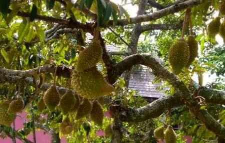 榴莲这么贵：它真的比其他水果更健康更有营养吗？（榴莲为什么这么贵,营养价值高吗?）