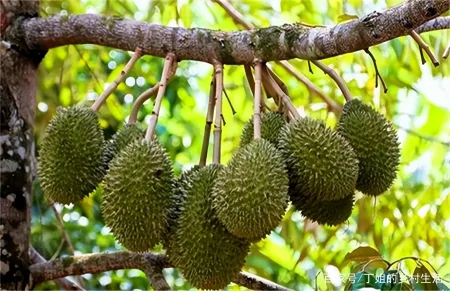 掌握榴莲5步种植技巧，让你吃到软甜的水果，做这4种美食真有口福（榴莲的种植方式）