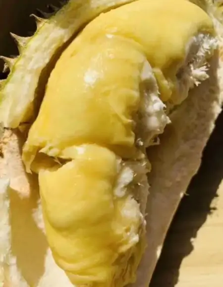 冰冻过的榴莲好吃吗？榴莲有什么效果？哪个牌子的榴莲最美味？（冷冻后的榴莲还能吃吗）