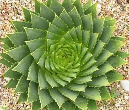 一些常见越养越值钱的花，养好了能卖钱，赚大了（越种越值钱的植物）