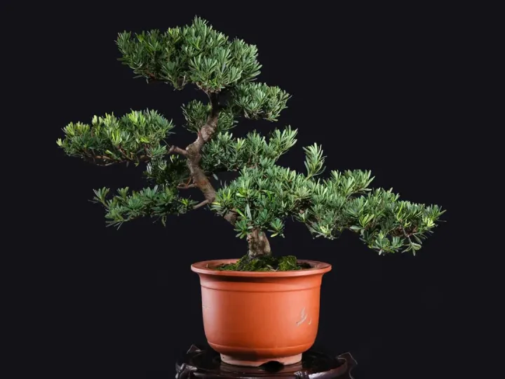 一些常见越养越值钱的花，养好了能卖钱，赚大了（越种越值钱的植物）