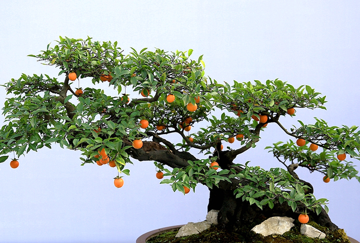 一些常见越养越值钱的花，养好了能卖钱，赚大了（越种越值钱的植物）