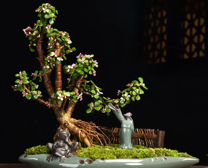 一些常见越养越值钱的花，养好了能卖钱，赚大了（越种越值钱的植物）