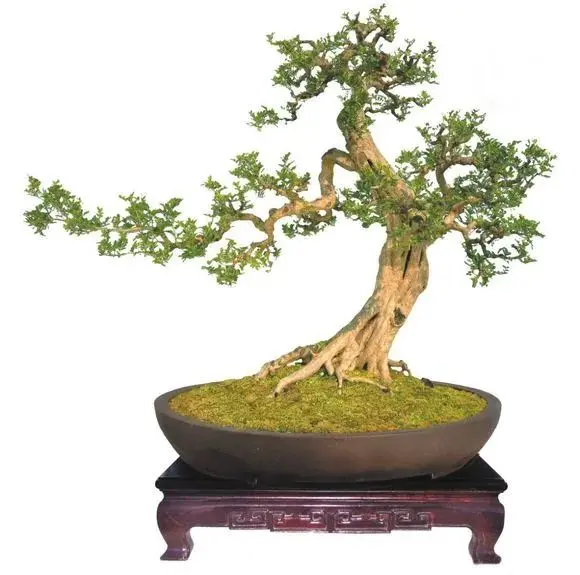 一些常见越养越值钱的花，养好了能卖钱，赚大了（越种越值钱的植物）