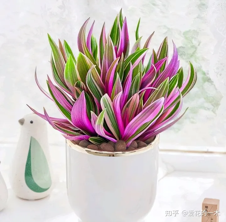 5种“贵族花”，连叶片都美爆了，随便拍张照片，就是一幅名画（贵族象征的花）