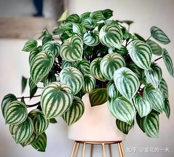 5种“贵族花”，连叶片都美爆了，随便拍张照片，就是一幅名画（贵族象征的花）