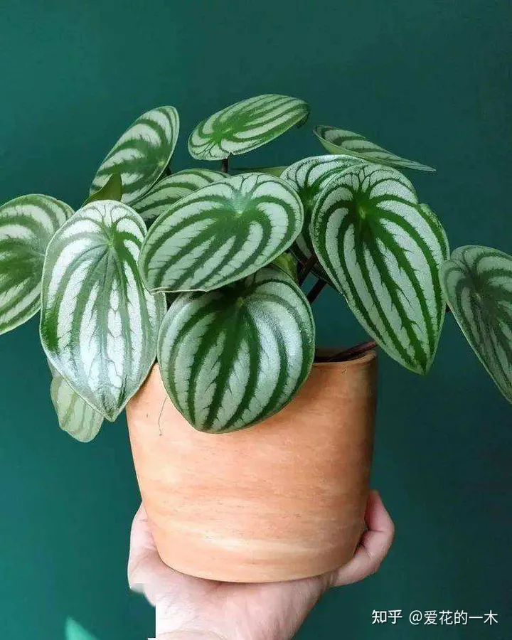 5种“贵族花”，连叶片都美爆了，随便拍张照片，就是一幅名画（贵族象征的花）